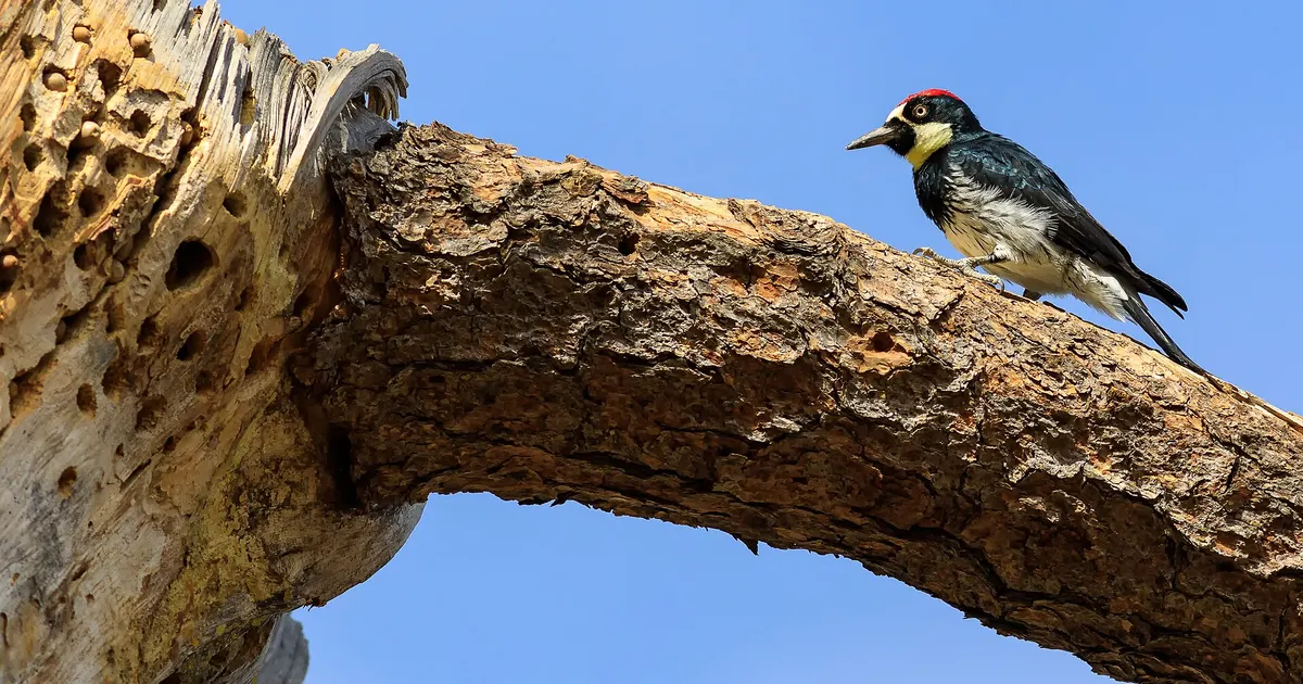 Acorn Woodpeckers Turn Vacation Rental into Nutty Storage Unit