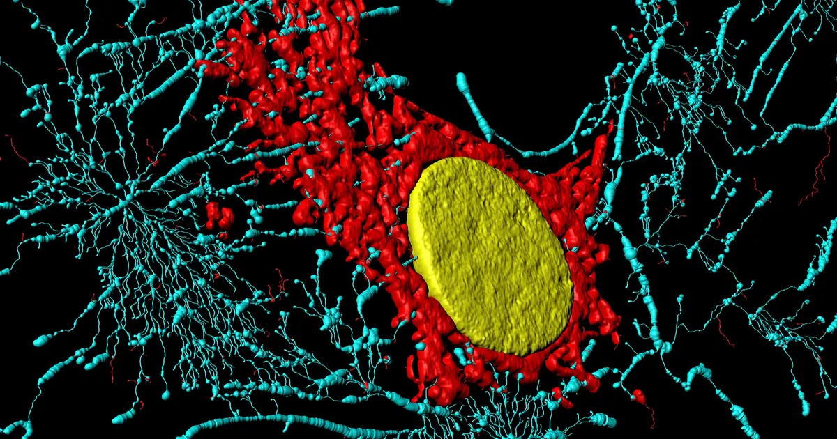 Cell Identity Loss Offers a New Explanation for Human Aging