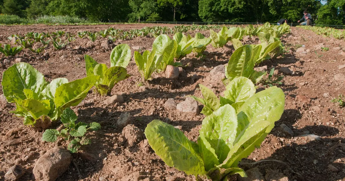 Gene-edited Mustard Greens Hit the Market!