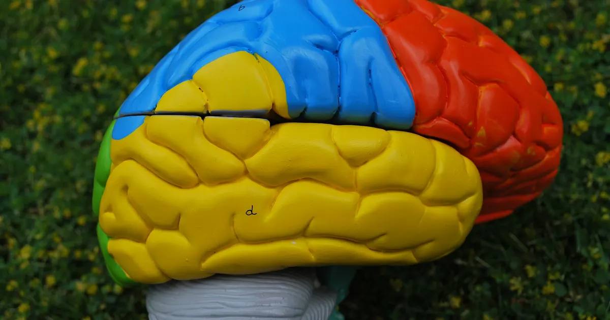 How the Brainstem Keeps Inflammation in Check