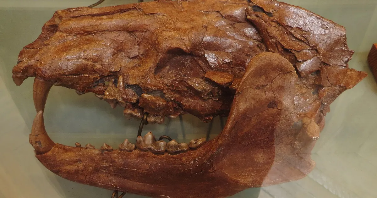 Scientists Identify a New Bear Dog Species Found in Spain