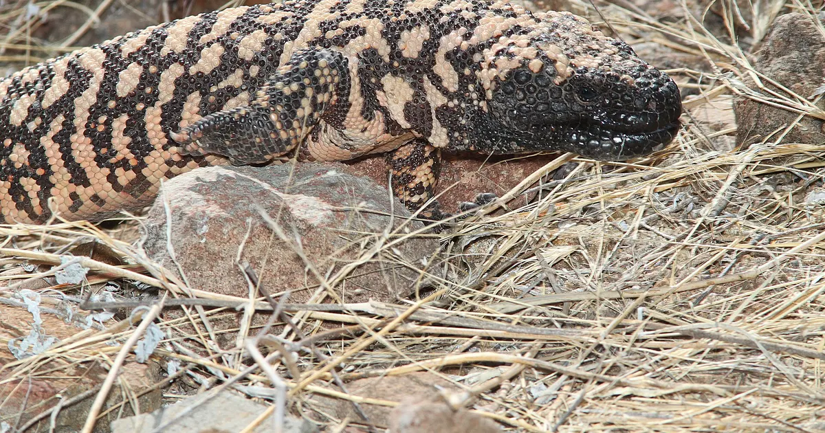 Colorado Man Dies From a Pet Gila Monster Bite